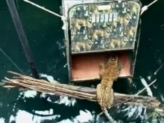 kuyuya-dusen-leopari-kutuyla-kurtardilar.jpg