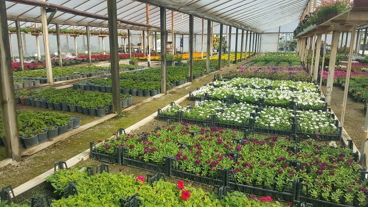 Akyurt Belediyesi'nden Yılda 120 Bin Bitki Üretimi 3