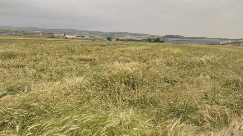 Akyurt'ta ekili alanlar zarar gördü 2