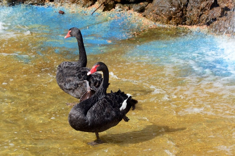 Keçiören'in Kuğulu Parkı 1