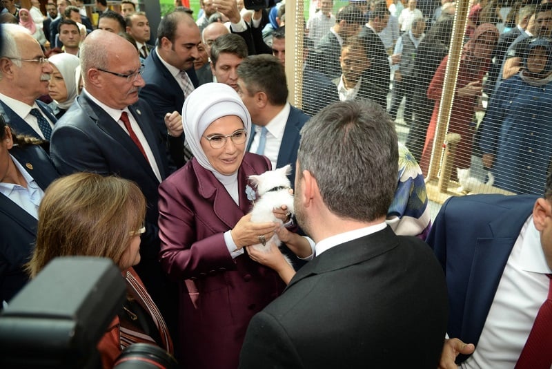 Başkan Çetin'den Erdoğan'a Ankara Kedisi 1