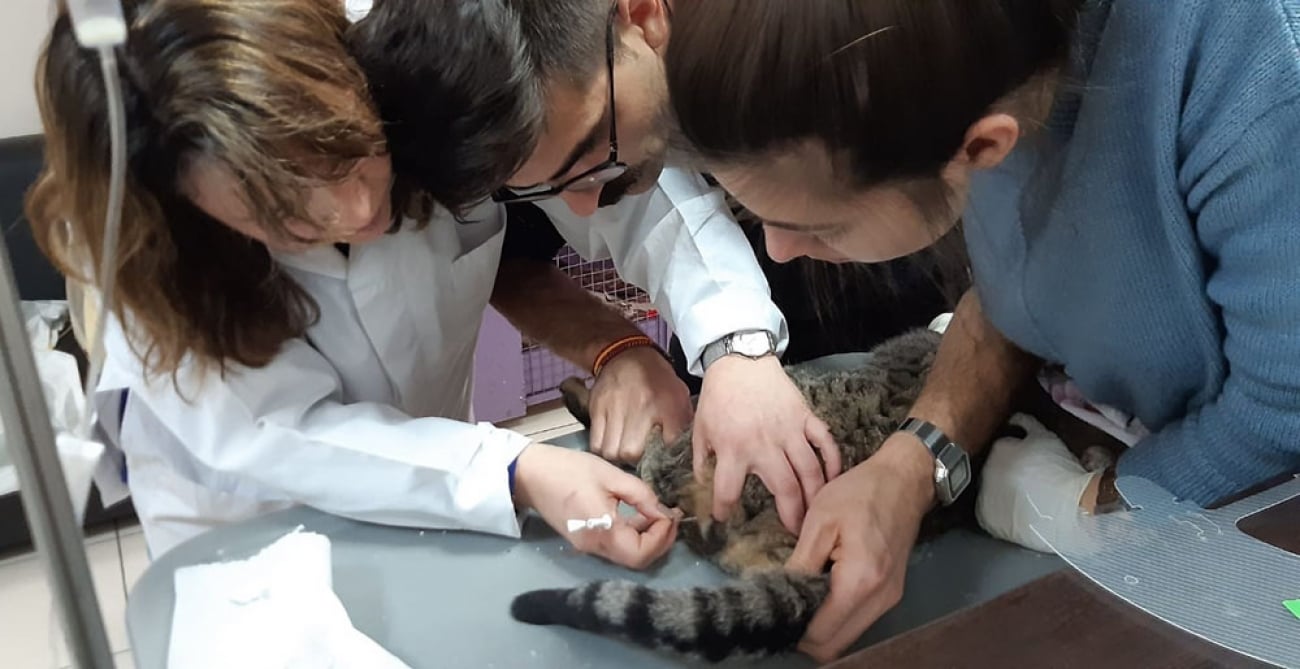 Altınok Talimat Verdi Yaralı Kedi Tedavi Edildi
