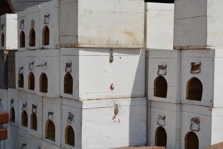 Kalecik Belediyesi'nden hayvan evi projesi 2