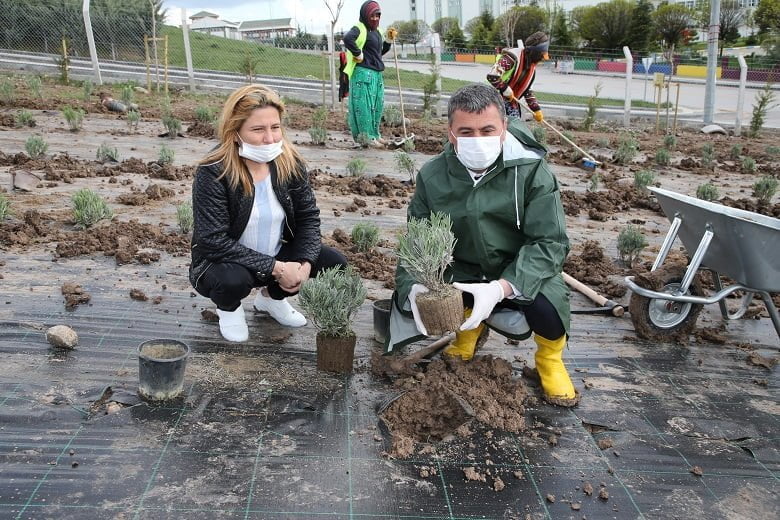 Gölbaşı Belediyesi 10 bin lavantayı toprakla buluşturdu 1