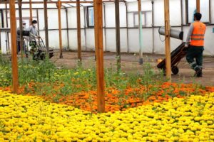 2020_05_04_Park Bahçeler_Çansera-Çiçek Üretimi ve Dikimi-Olgunlar (37)