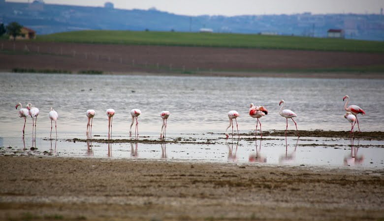 Flamingolardan Gölbaşı sularında görsel şölen 1