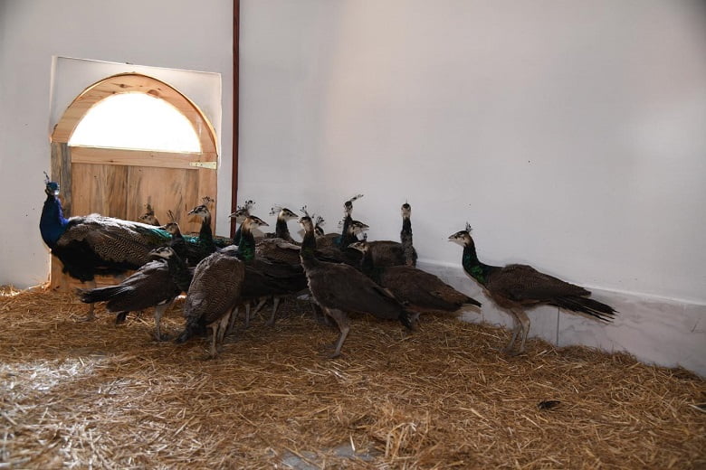 Pursaklar'da Tavus Kuşu Evi Ziyaretçilerini Bekliyor 1