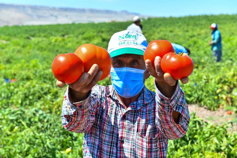 Başkent Çiftçisine Sebze Fidesi Desteği: Talep Başvuruları Başladı