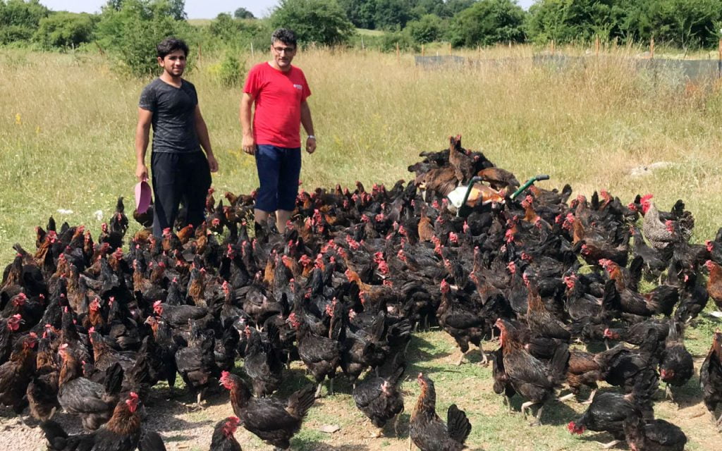 Yüzde 50 hibeli tavuk desteği Kocaelili çiftçilerin yüzlerini güldürüyor