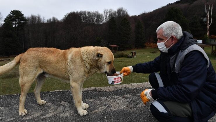 Bursa Osmangazi Belediyesi sokak hayvanlarını unutmadı