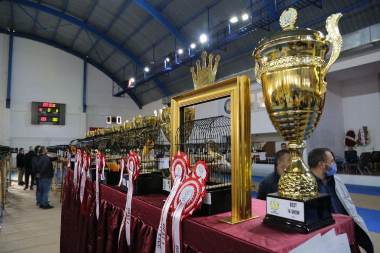 Balıkesir Edremit'te Yorkshıre Güzellik Yarışması yapıldı