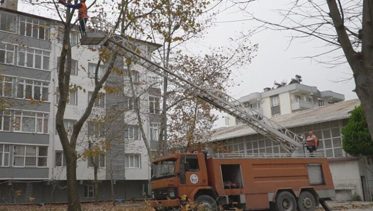 Bursa Mustafakemalpaşa’da budanan ağaç dalları ‘yakacak’ oluyor
