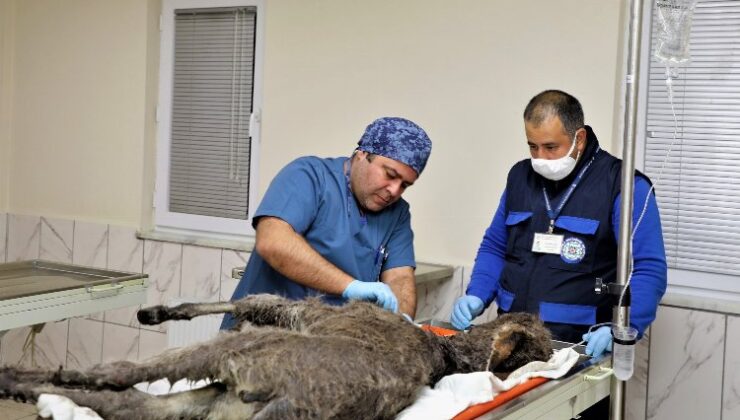 Muğla’da barınakta 26 bin 526 hayvan tedavi edildi