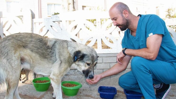 İzmir Menderes’te sokak hayvanları unutulmuyor