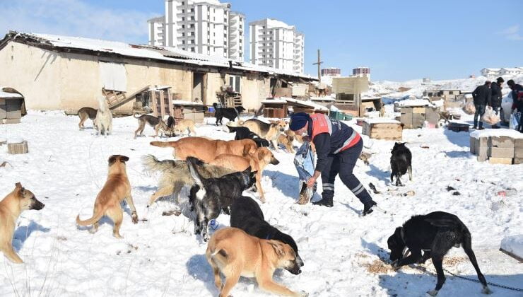 Türkiye’de bir ilk: Büyükşehir sokak hayvanları için mama üretimine başladı