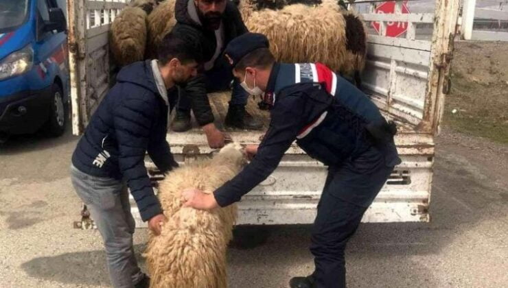 Elazığ’da kayıp hayvanları Jandarma buldu