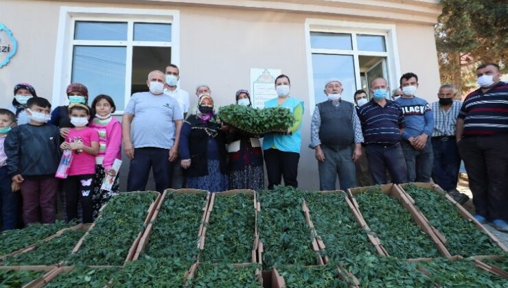 Kocaeli İzmit Belediyesi bu yıl da çiftçiye fide desteği verecek