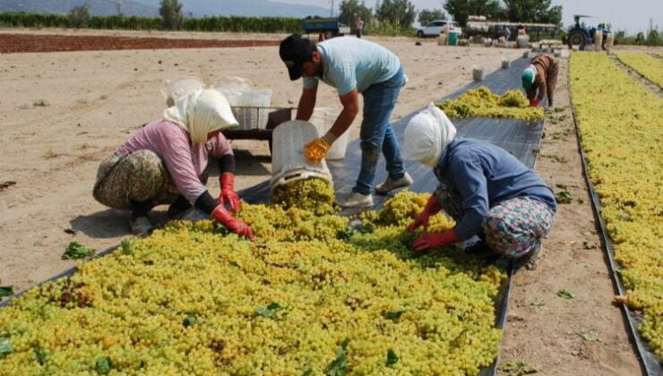 Manisa Büyükşehir’den üzüm üreticilerine ücretsiz 100 bin sepet