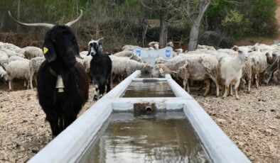 Mansur Yavaş Duyurdu: Hayvancılık yapan çiftçilere sıvat desteği