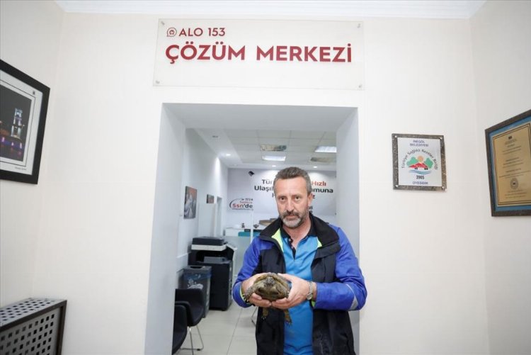 Bursa'da araç trafiği arasında kalan kaplumbağaya İnegöl sahip çıktı 1