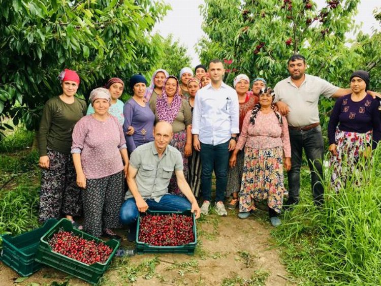 Edirne Enez'de 'Çeribaşı Kirazı'nda hasat zamanı 1 Edirne Enez'de 'Çeribaşı Kirazı'nda hasat zamanı 1