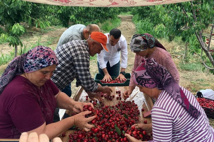 Edirne Enez'de 'Çeribaşı Kirazı'nda hasat zamanı