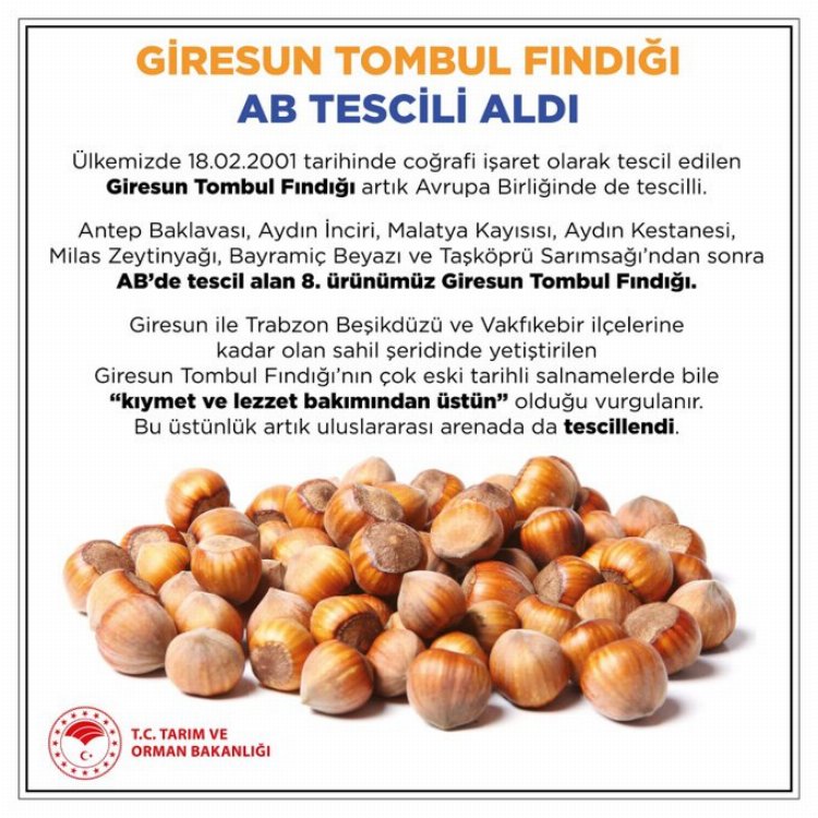 Giresun Tombul Fındığı'na AB tescili 1 Giresun Tombul Fındığı'na AB tescili 1