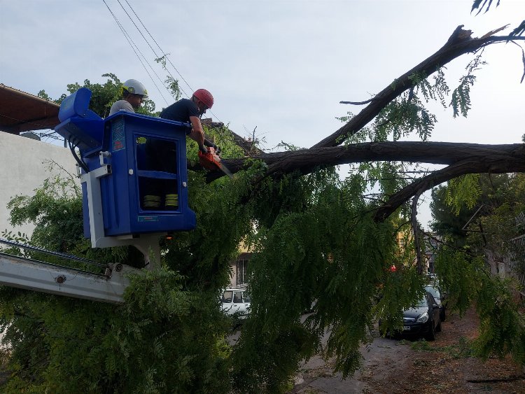 Manisa Akhisar'da şiddetli fırtına ağaçları devirdi 6