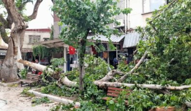Manisa Akhisar’da şiddetli fırtına ağaçları devirdi