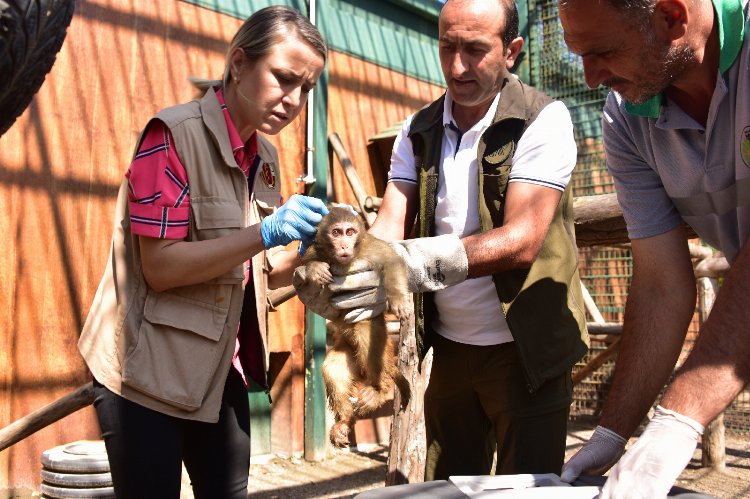 Sınırda yakalanan makak maymunları Malatya'da 1
