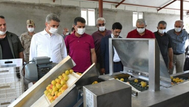 Egeli ihracatçılar kaliteli kuru meyve için çalışıyor