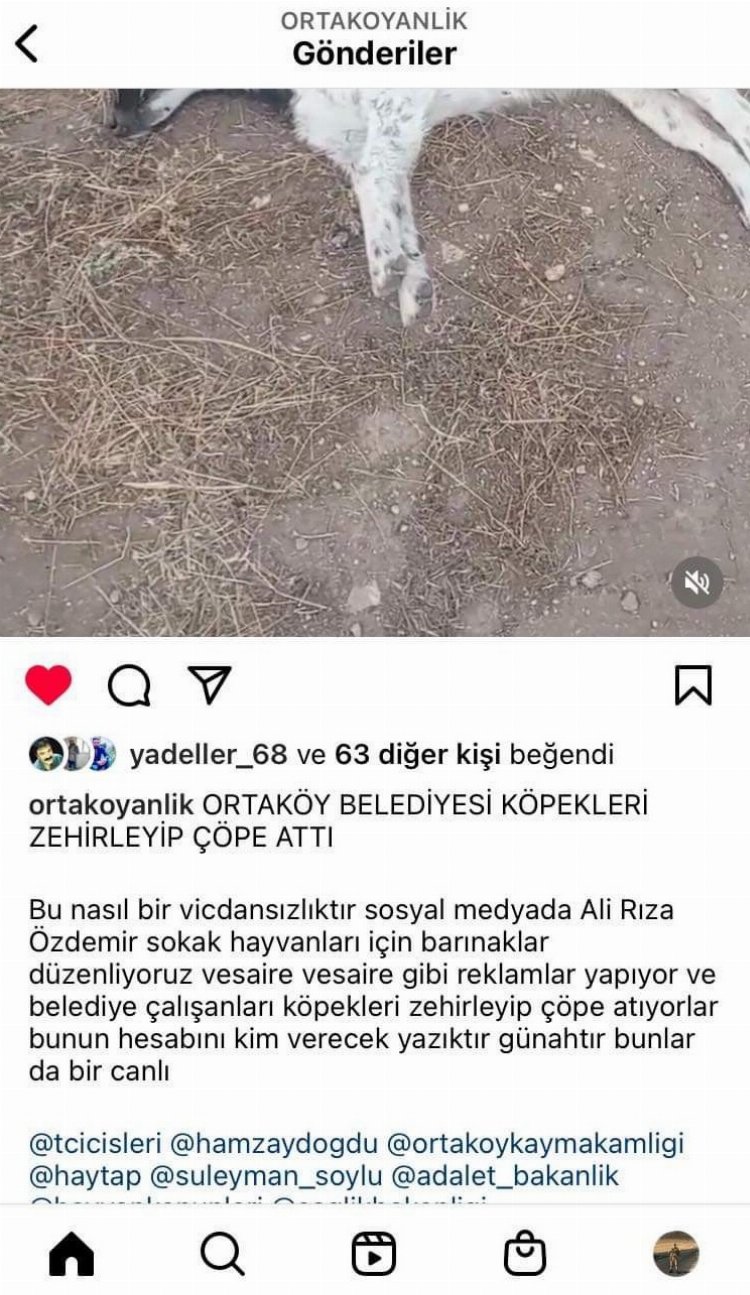 Aksaray Ortaköy'de köpekler zehirlenerek öldürülüyor! 1