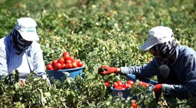 Bursa Yenişehirli çiftçi planlı ekim istiyor