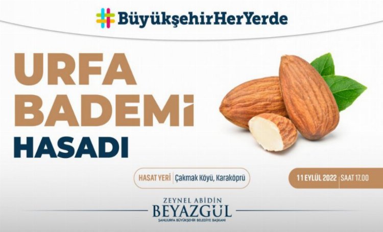 Şanlıurfa'da badem hasadına geri sayım 1 Şanlıurfa'da badem hasadına geri sayım 1