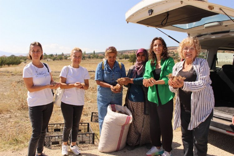 Antalya Elmalı'nın toprakları 'altın bitki' ile buluştu 1 Antalya Elmalı'nın toprakları 'altın bitki' ile buluştu 1