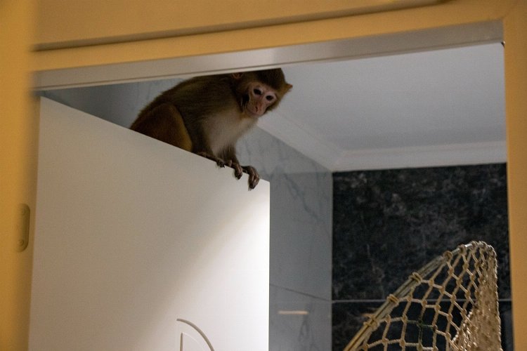 Bursa Mudanya'da eve giren Makak maymunu koruma altında 1