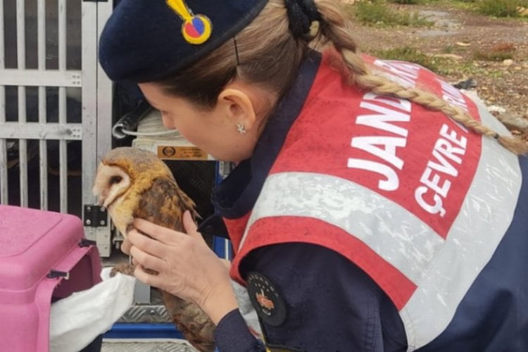 Aydın Didim Jandarması'ndan doğaya yardım eli