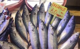 Bursa Mudanya’da balık tezgahlarında çeşitler arttı