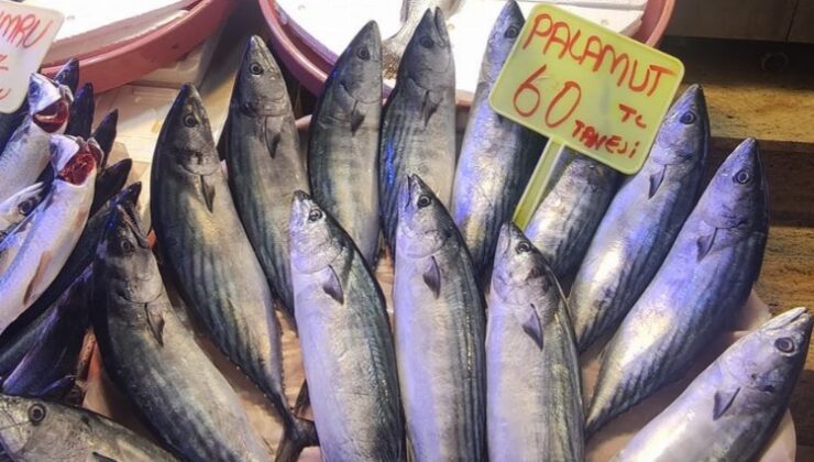 Bursa Mudanya’da balık tezgahlarında çeşitler arttı