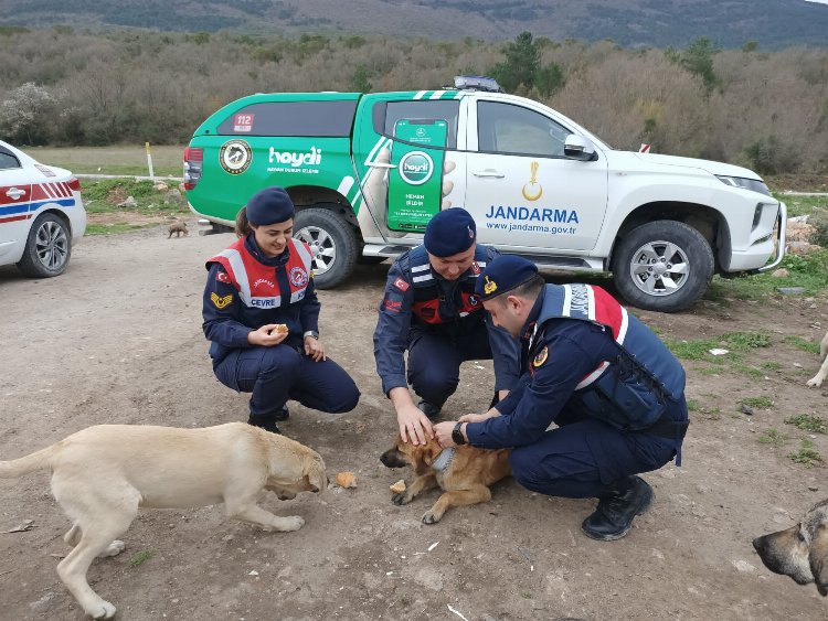Sokak hayvanlarına Jandarma şefkati 2