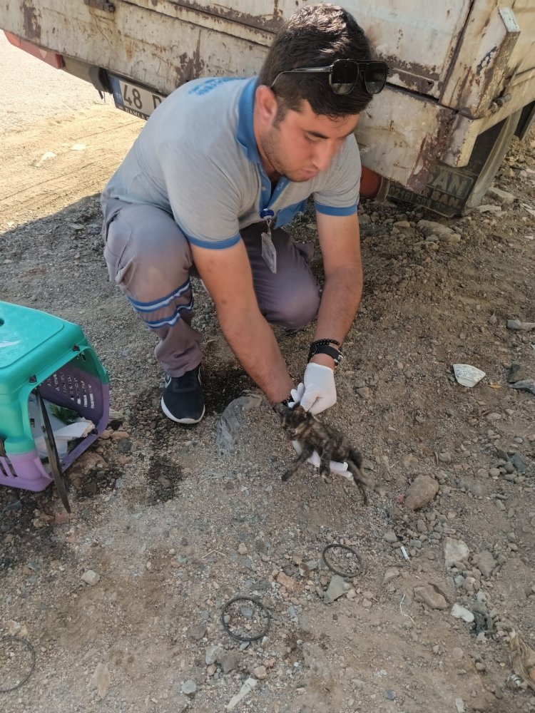 Bodrum'da yaralanan yavru kedi için seferber olundu 1