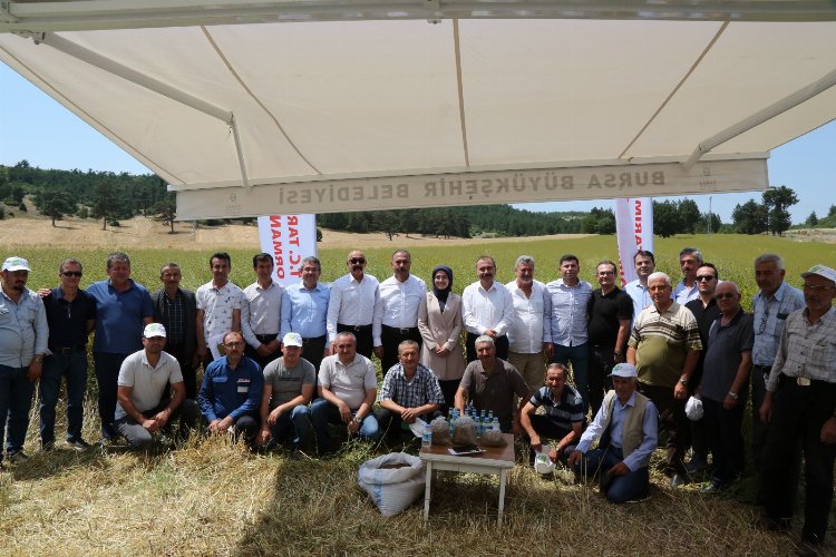 Bursa Harmancık'ta pelemir hasadı 2 Bursa Harmancık'ta pelemir hasadı 2