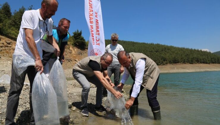 Bursa’da 5 bin yayın balığı Demirtaş’a bırakıldı