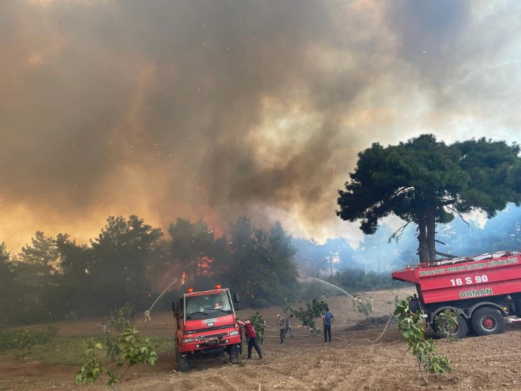 Bursa Mudanya'daki büyük orman yangını kontrol altına alındı 1