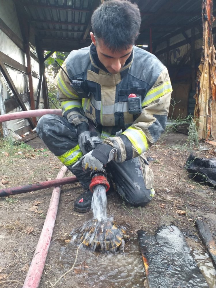Yangından kurtarıldı, doğaya salındı 1 Yangından kurtarıldı, doğaya salındı 1
