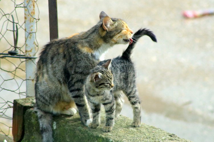 Yenişehir'de kedi ailesinin sabah bakımı 1