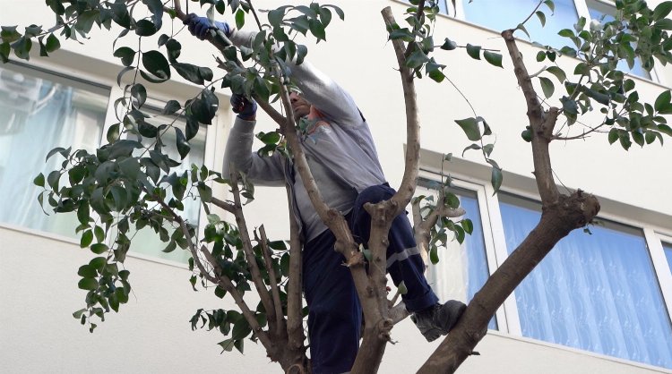 Balıkesir Bandırma'da ağaçlara bakım 1