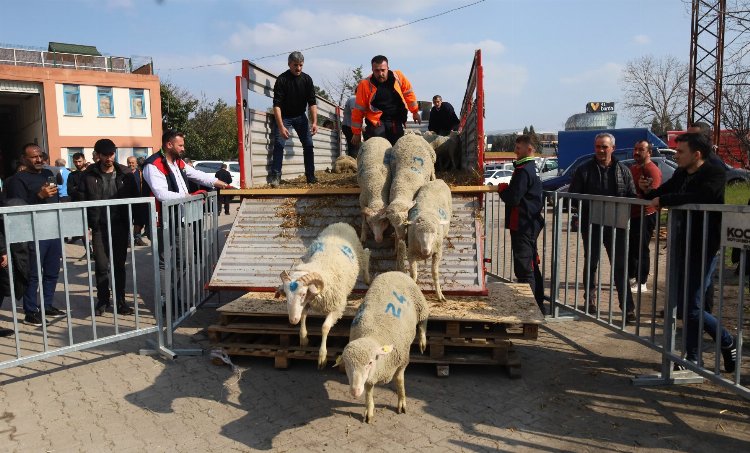 Kocaeli'den damızlık koçlarda 2. etap dağıtım... 500 koç, 150 teke verilecek 1 Kocaeli'den damızlık koçlarda 2. etap dağıtım... 500 koç, 150 teke verilecek 1