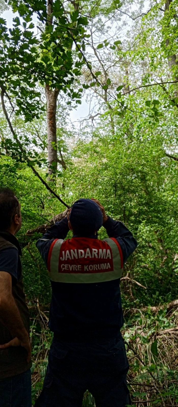 Edirne'nin sümbülü ve göçmen kuşlarına Jandarma kalkanı 10