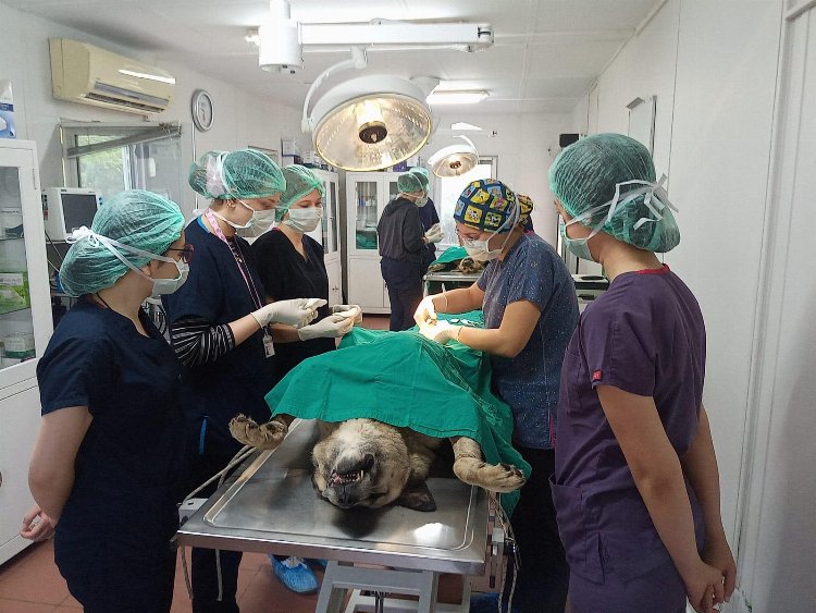 Geleceğin veteriner hekimlerine Osmangazi'de eğitim 1